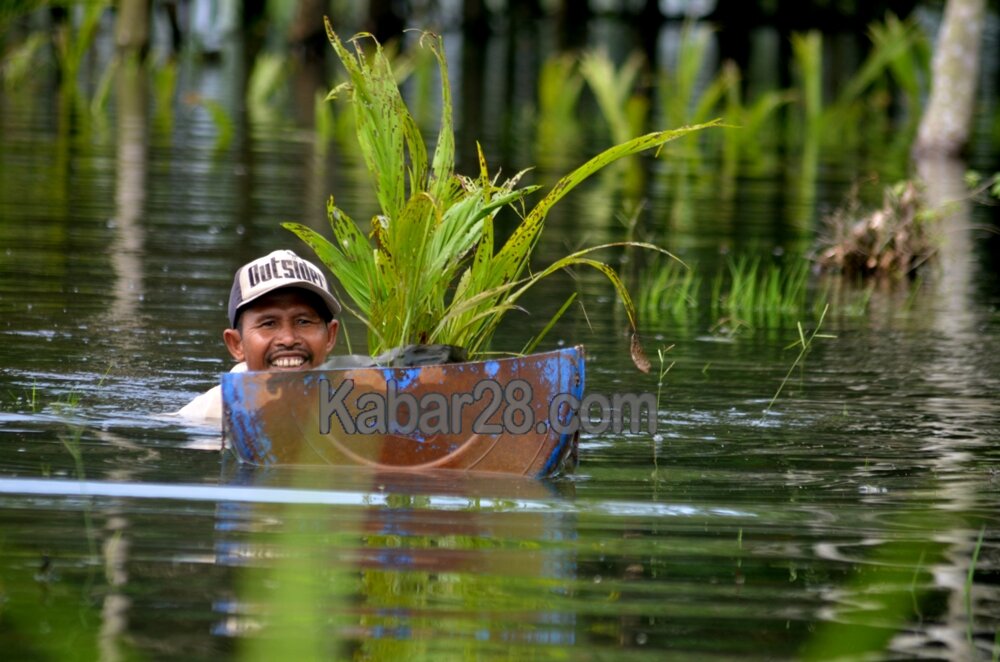 Mat Robi, berusaha meyelamatkan ratusan bibit sawit yang terendam banjir di wilayahnya KTM SUngai Rambutan, Indralaya Ogan Ilir. (foto : abdi)